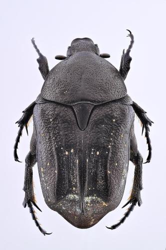 Réf. 298 316 : Netocia morio